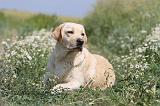LABRADOR 386